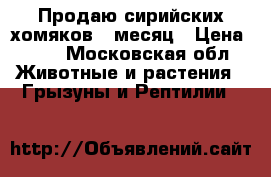 Продаю сирийских хомяков,1 месяц › Цена ­ 50 - Московская обл. Животные и растения » Грызуны и Рептилии   